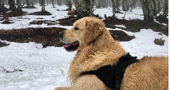 johanna pet sitter à ST GENIS LAVAL 69230_1