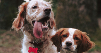 bou pet sitter à GARLIN 64330_2