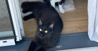 elisa pet sitter à ST ETIENNE 42000_8