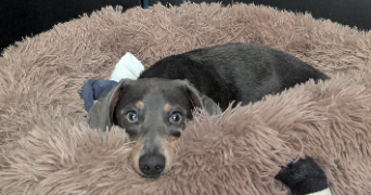 marine pet sitter à LA GRANDE MOTTE 34280_10