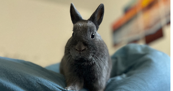 romanne pet sitter à Villeneuve les Maguelone 34750_0