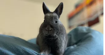 romanne pet sitter à Villeneuve les Maguelone 34750