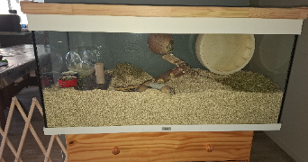 laetitia pet sitter à VILLERS LES NANCY 54600_7