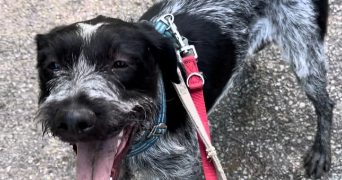 vanessa pet sitter à ANNECY 74960_3