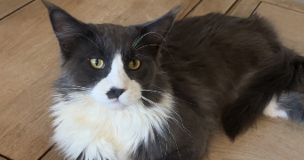 lina pet sitter à ST VALLIER 26240_8