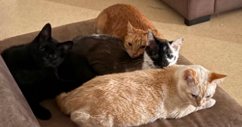 charlyne pet sitter à BERGERAC 24100_2