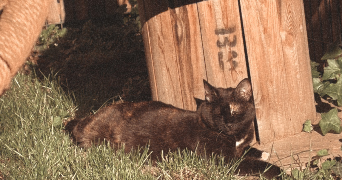 lea pet sitter à KINGERSHEIM 68260_3