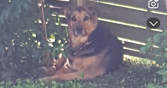 salomé pet sitter à TRECLUN 21130_9