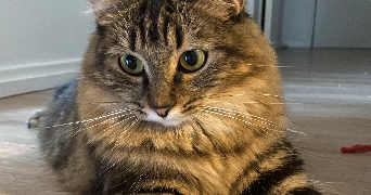 samantha cat sitter à SOISY SUR ECOLE 91840_4