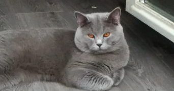 cécile pet sitter à MERY SUR OISE 95540_1