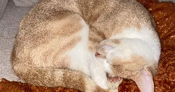 maeva pet sitter à ST SEBASTIEN SUR LOIRE 44230