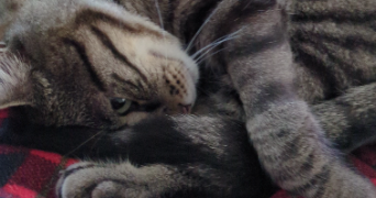 gwendoline pet sitter à COUDEKERQUE BRANCHE 59210_1