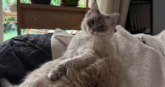 pauline pet sitter à SELESTAT 67600_1