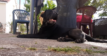 amelie pet sitter à ST DIE DES VOSGES 88100_5