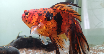 clémence pet sitter à LA MENITRE 49250_1