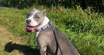 agathe pet sitter à OFFRANVILLE 76550_2