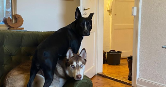 anna pet sitter à IVRY SUR SEINE 94200_1