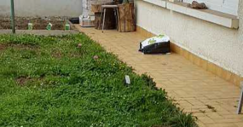 céline pet sitter à VENISSIEUX 69200_3