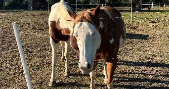 anaïs pet sitter à SORGUES 84700_0