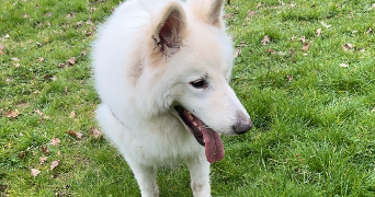 nicolas pet sitter à MAIZIERES LES METZ 57280_4