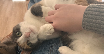 manon pet sitter à HAZEBROUCK 59190_2