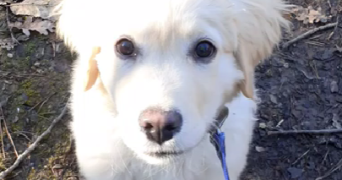 maëla pet sitter à BEGLES 33130_10