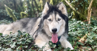 melanie pet sitter à IS SUR TILLE 21120_5