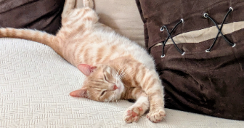 justine pet sitter à ANTONY 92160_7