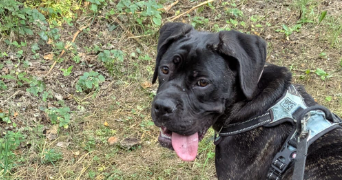 zoe pet sitter à MORTAIN BOCAGE 50140_3