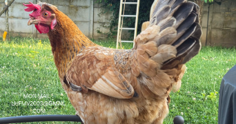 léa pet sitter à LONGPONT SUR ORGE 91310_1