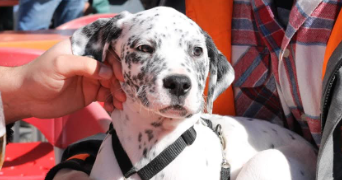 hakim pet sitter à CASTRES 81100_8