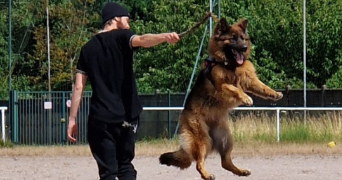 anthony dog sitter à VILLENEUVE LE ROI 94290_2