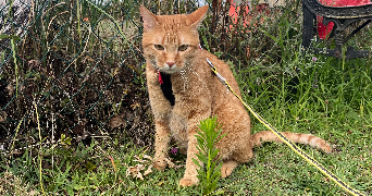 lise pet sitter à ST PRIEST EN JAREZ 42270_2