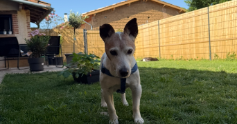 mathilde pet sitter à ORGUEIL 82370_1