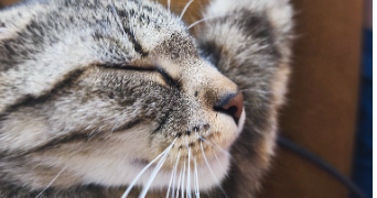anaïs pet sitter à CHATELLERAULT 86100_0
