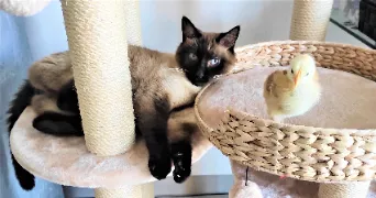 valerie pet sitter à AUZEVILLE TOLOSANE 31320
