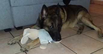 lucylle pet sitter à ST ROMAIN 86250_1