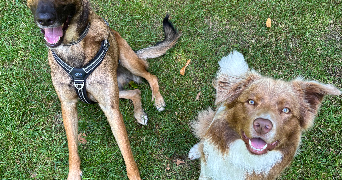 tiphaine pet sitter à LE CONQUET 29217_3