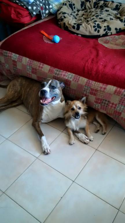 nathalie pet sitter à ROCHECHOUART 87600_0