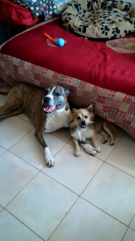 nathalie pet sitter à ROCHECHOUART 87600