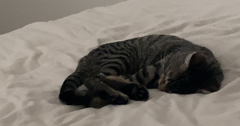 elvyra pet sitter à BLAGNAC 31700_0