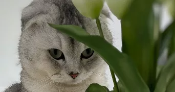 mina pet sitter à ST MARTIN LA PLAINE 42800