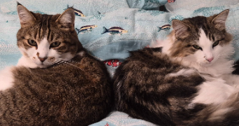 mélanie pet sitter à TREIZE SEPTIERS 85600_2