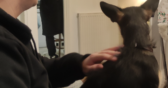 stiven pet sitter à ATHIS MONS 91200_7