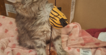 béatrice pet sitter à ANNEVILLE SUR SCIE 76590_1