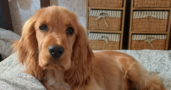 anne-marie pet sitter à Le Hinglé 22100_9