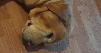 albin pet sitter à SAULT LES RETHEL 08300