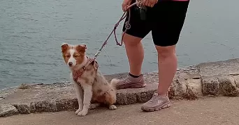 laura pet sitter à ROUHLING 57520