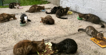 jade pet sitter à VIMY 62580_4