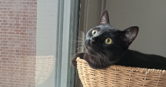 justine  pet sitter à Mont-Saint-Aignan 76130_2